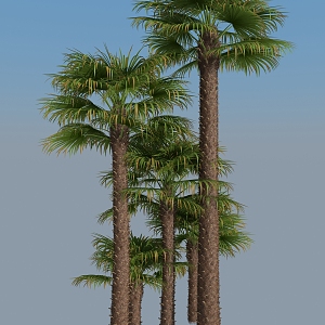 Modern Palm Tree 3d model