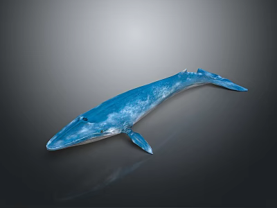 Shiny Blue Whale with Glossy Surface Displayed on Dark Gradient Background 3d model