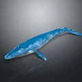Shiny Blue Whale with Glossy Surface Displayed on Dark Gradient Background 3d model