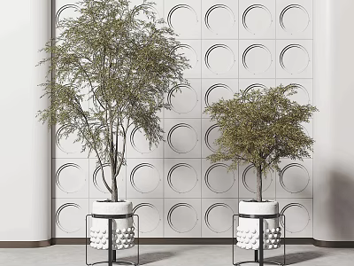 Bonsai Trees in White Pots with Black Metal Stands Against Circular Patterned Wall 3d model