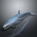 Realistic Silver Aquatic Dolphin With Sharp Teeth And Reflection On Dark Background 3d model