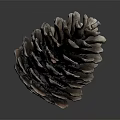 Natural Brown Pine Cone Plant Part With Intricate Scaly Texture On Gray Background