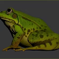 Realistic Green Yellow Spotted Frog With Large Eyes and Detailed Legs