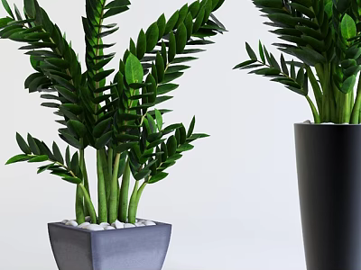 Lush Green Bonsai Potted Plants in Gray Square Pot with White Pebbles and Black Planter 3d model