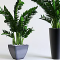 Lush Green Bonsai Potted Plants in Gray Square Pot with White Pebbles and Black Planter