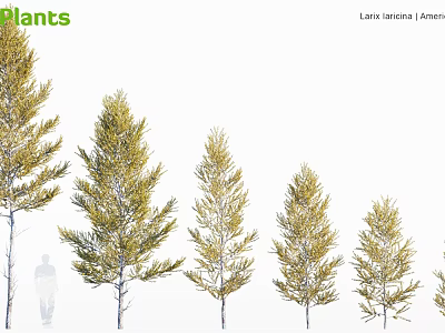American Larch Trees in Different Sizes for Landscape and Garden Design 3d model