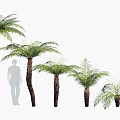 Arbor Trees Various Sizes and Heights for Landscape Design with Human Figure Reference 3d model