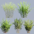 Various Bamboo Varieties With Green Leaves And Slender Stems In Different Growth Forms