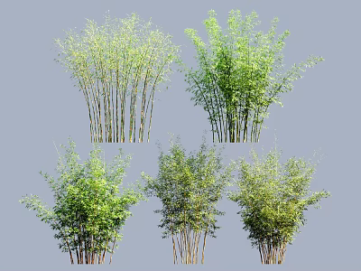 Various Bamboo Varieties With Green Leaves And Slender Stems In Different Growth Forms 3d model