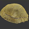 Natural Turtle Shell With Detailed Brown Beige Texture On Dark Background