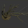 Bare Tree With Leafless Branches and Natural Soil Base Standing Against Dark Background