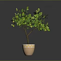 Potted Lemon Tree with Green Leaves and Yellow Fruits in Decorative Pot