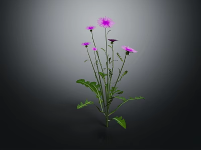 Vibrant Plant with Multiple Purple Flowers Green Leaves and Slender Stems 3d model
