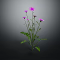 Vibrant Plant with Multiple Purple Flowers Green Leaves and Slender Stems