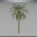Tall Palm Tree with Green Fronds and Brown Trunk Isolated on Dark Background
