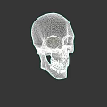Detailed Realistic Skull 3D Model Design For Game Movie Character Render 3d model