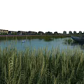 Peaceful Lakeside Scenery With Reeds Swan Boat And Distant Residential Buildings