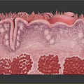 Head Organ 3D Rendered Cross Section Model with Hair Follicles and Skin Layers