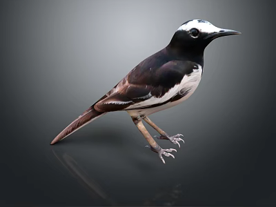 Black And White Bird Standing On Gray Background With Detailed Feathers And Claws 3d model