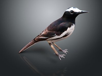 Modern Wagtail Big Wagtail White Eyebrow Wagtail Birds model