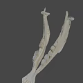 Game Movie Character White Jawbone Skeleton Model With Teeth Structure On Black Background