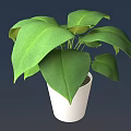 Potted Plant With Lush Green Leaves In White Ceramic Pot