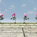 Four Pink Flowers Planted In Stone Flower Bed Against Blue Sky With White Clouds