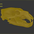 Detailed Animal Skull Bone Structure With Anatomical Features And Teeth 3d model