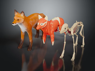Three Fox Models Displaying Full Body Muscle Anatomy and Skeleton Structure 3d model