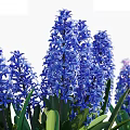 Blooming White Blue And Purple Hyacinth Flowers With Green Stems And Clay Pots