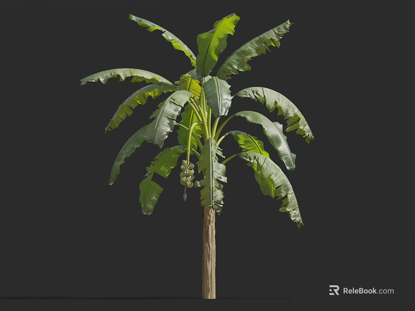Banana Tree with Large Green Leaves and Brown Trunk on Black Background 3d model 