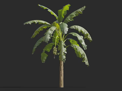 Banana Tree with Large Green Leaves and Brown Trunk on Black Background 3d model
