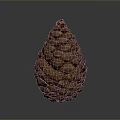Natural Brown Pine Cone With Scaly Texture Isolated On Gray Background