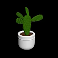 Indoor Green Prickly Decorative Cactus Plant In White Pot With Brown Soil