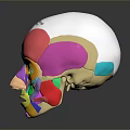 Medical Head Face Anatomical Model With Colored Muscle Structure For Educational Training 3d model