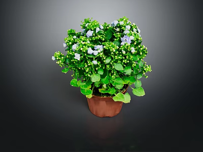Potted Houseplant With Green Leaves White And Blue Small Flowers In Brown Pot 3d model