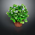 Potted Houseplant With Green Leaves White And Blue Small Flowers In Brown Pot