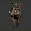 Warthog With Brown Fur Mane And Tusks In Detailed Standing Posture On Gray Background