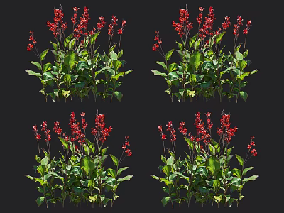 Vibrant Flowering Garden Plants With Red Blooms And Lush Green Leaves 3d model