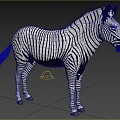 Grevi zebra wildlife creature, the largest equine animal in the modern world 3d model