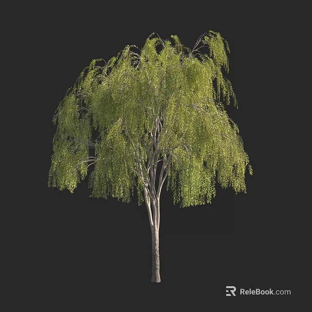 Tall Green Leafy Arbor Tree with Drooping Branches and Slender Trunk 3d model