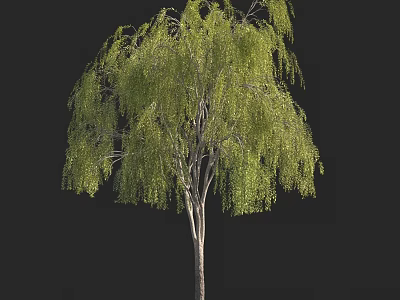 Tall Green Leafy Arbor Tree with Drooping Branches and Slender Trunk 3d model
