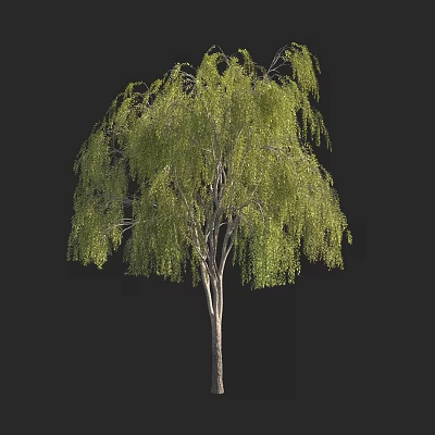 Tall Green Leafy Arbor Tree with Drooping Branches and Slender Trunk 3d model