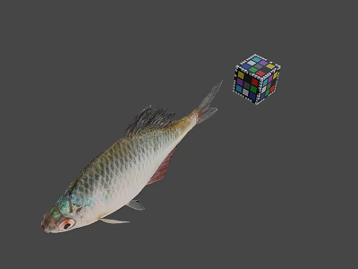 Still Life Display With Fresh Fish And Colorful Rubik's Cube On Gray Background 3d model