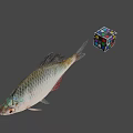 Still Life Display With Fresh Fish And Colorful Rubik's Cube On Gray Background