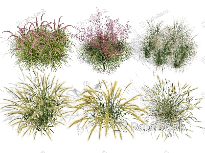 Setaria reed pink mess grass landscape grass plants flowers Pennisetum model