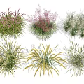 Various Types of Ornamental Grasses with Different Colors for Garden Decoration