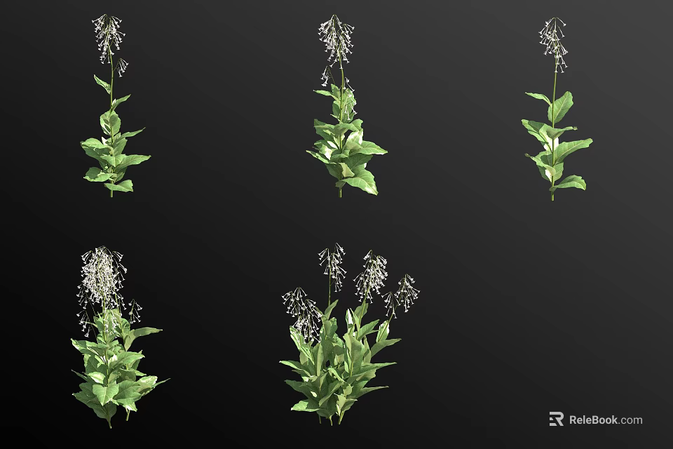 Fresh Green Plants With White Flower Spikes For Garden Decoration 3d model 