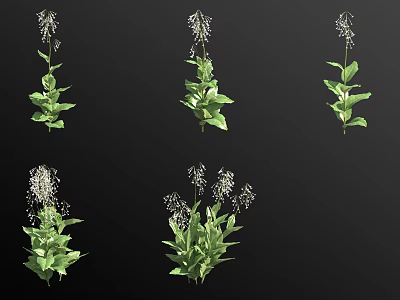 Fresh Green Plants With White Flower Spikes For Garden Decoration 3d model