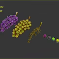 Fresh Purple And Green Grapes With Branches And Scattered Berries